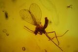 Fossil Fly (Diptera), Mite (Acari) & Wood Splinter in Baltic Amber #173642-1